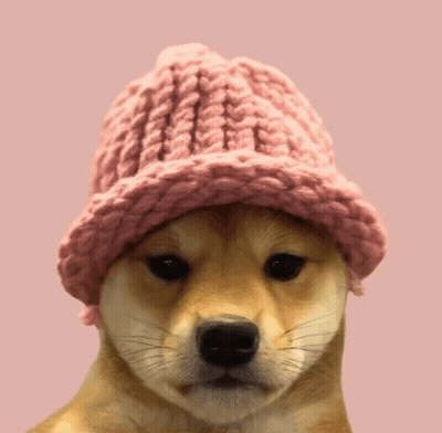 Small Dog In Pink Knitted Hat GIF