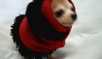 Small Dog In Red And Black Hooded Outfit GIF