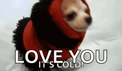 Small Dog In Red Sweater Saying Love You It's Cold GIF