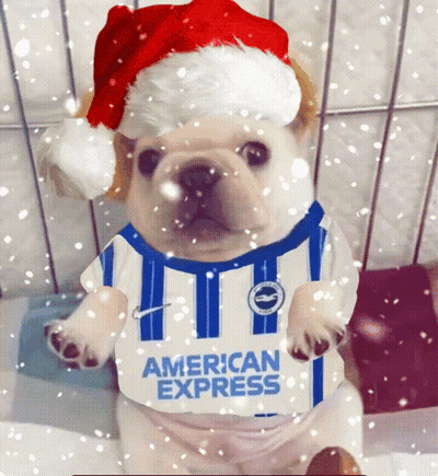 Small Dog In Santa Hat And American Express Shirt GIF