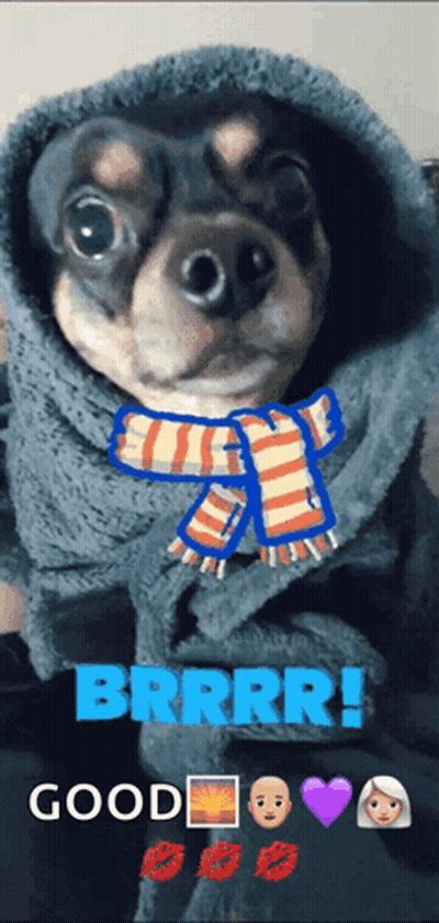 Small Dog In Scarf And Hoodie Saying Brrr GIF