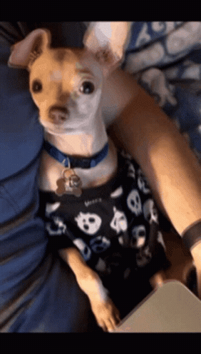 Small Dog In Skull Shirt Looking At Camera GIF