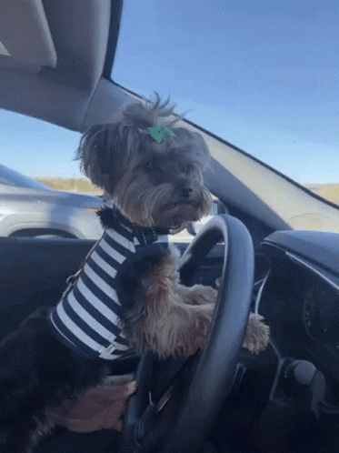 Small Dog In Striped Shirt Driving GIF