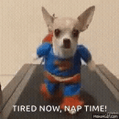 Small Dog In Superman Costume On Treadmill GIF