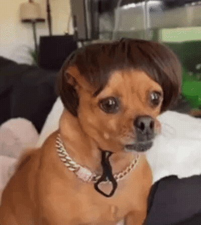 Small Dog In Wig And Necklace On Bed GIF