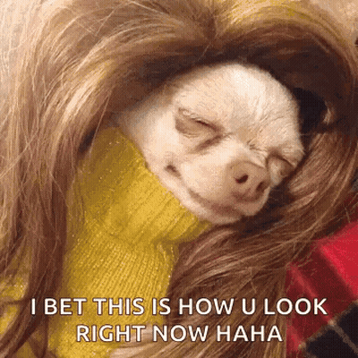 Small Dog In Wig And Yellow Sweater GIF