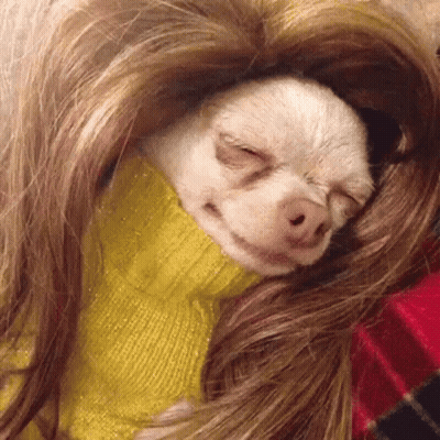 Small Dog In Yellow Sweater And Wig GIF