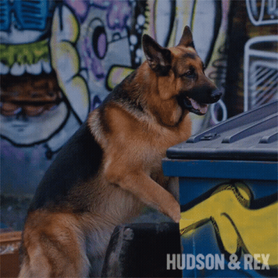 Small Dog Laying In Bed With Open Mouth GIF