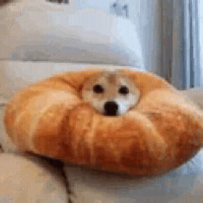 Small Dog Laying In Croissant On Couch GIF