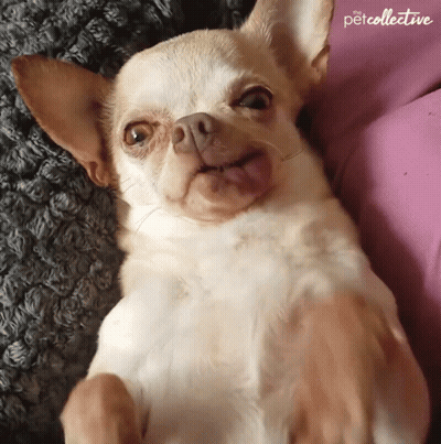 Small Dog Laying On Back Petcollective GIF