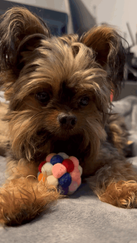 Small Dog Laying On Bed With Toy GIF