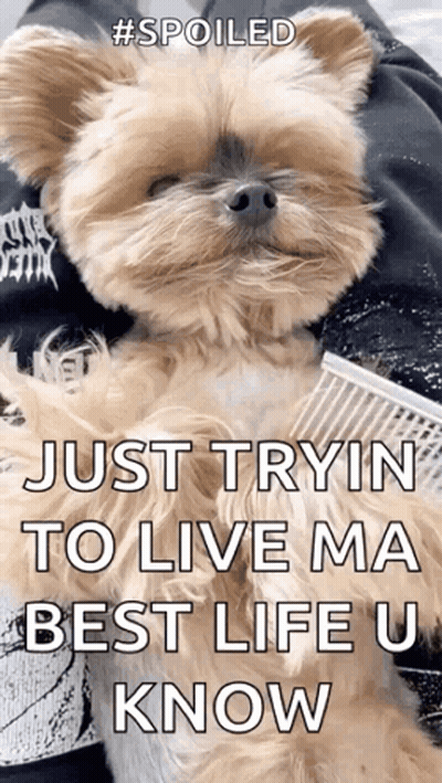 Small Dog Laying On Lap Says Just Tryin To Live Ma Best Life U Know GIF