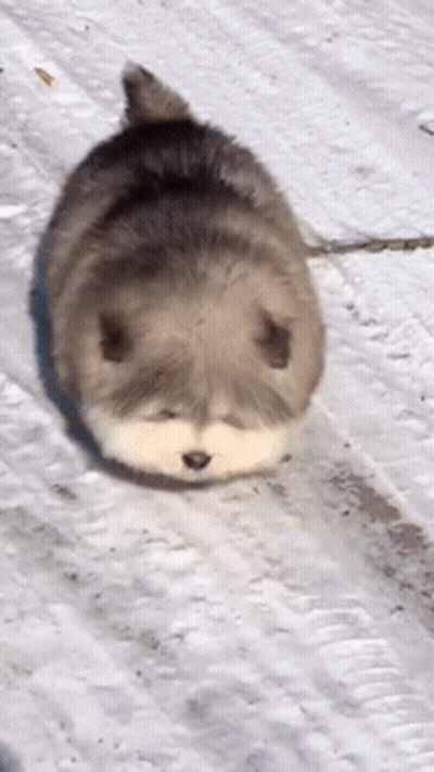 Small Dog Laying On Snow On Leash GIF