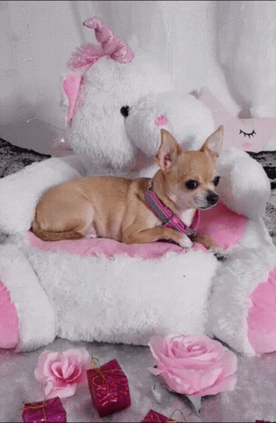 Small Dog Laying On Stuffed Animal GIF