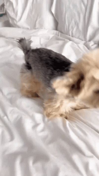 Small Dog Laying On White Bed GIF