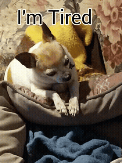 Small Dog Lying On Bed Saying Im Tired GIF