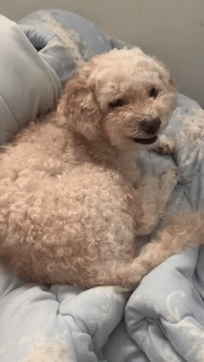 Small Dog Lying On Blue Blanket GIF