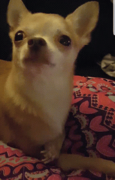 Small Dog Lying On Heart Blanket GIF