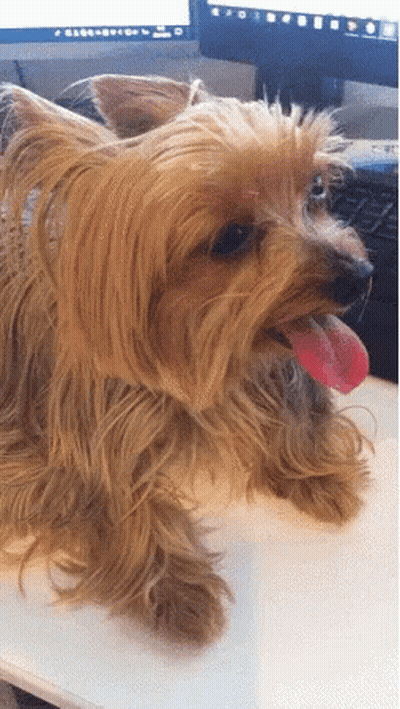 Small Dog Lying On Table With Tongue Out GIF