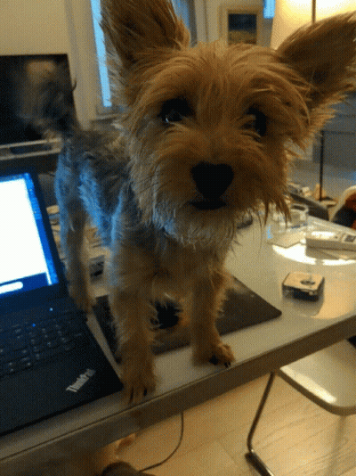 Small Dog Next To Dell Laptop GIF