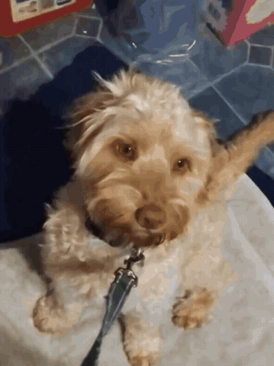 Small Dog On Leash Looking At Camera GIF