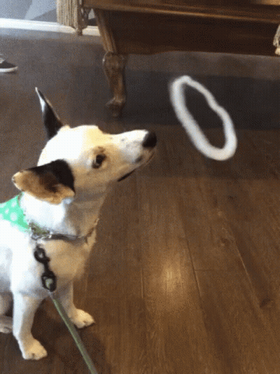 Small Dog On Leash Looking At Ring Saying O GIF