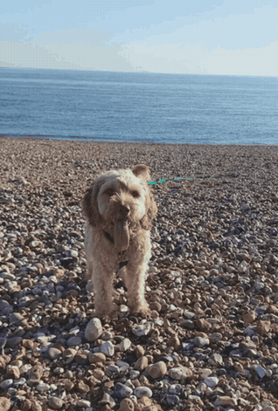 Small Dog On Rocky Beach Looking At Ocean GIF