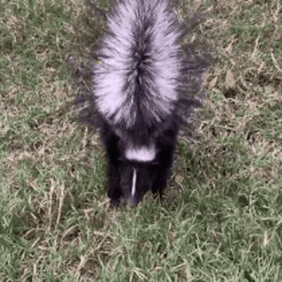 Small Dog Running Away From Skunk GIF