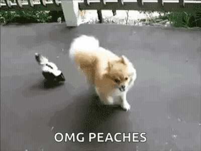 Small Dog Running From Skunk GIF
