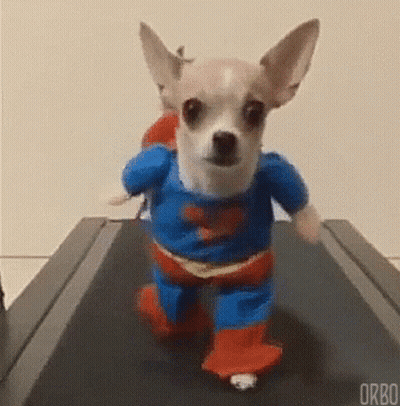 Small Dog Running On Treadmill As Superman GIF