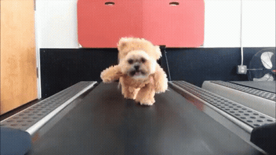 Small Dog Running On Treadmill In Teddy Bear Outfit GIF