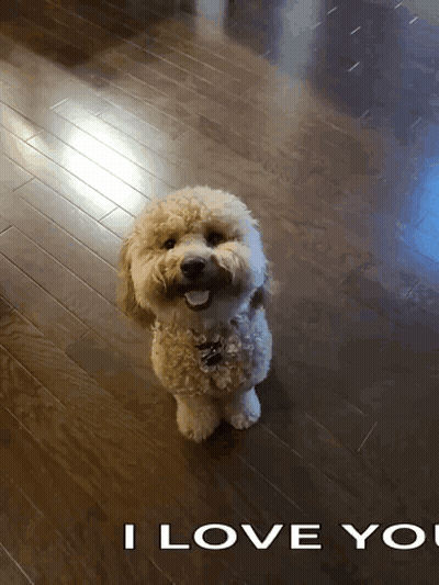 Small Dog Saying I Love You GIF