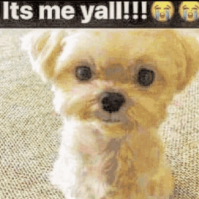Small Dog Sitting By It's Me Yall Sign GIF