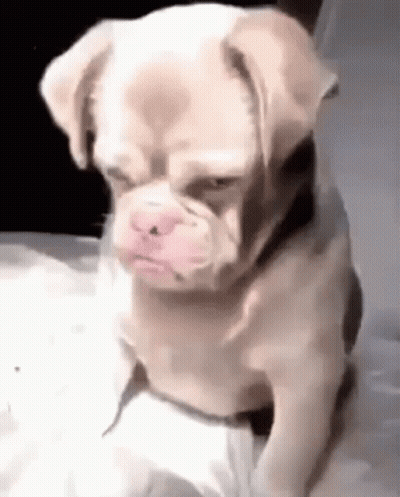 Small Dog Sitting On Bed Serious GIF