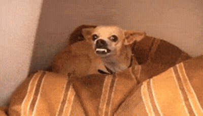 Small Dog Sitting On Bed With Blanket GIF
