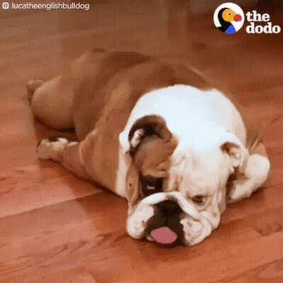 Small Dog Sitting On Bed With Serious Look GIF