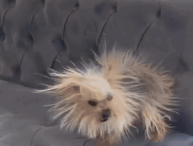 Small Dog Sitting On Couch GIF