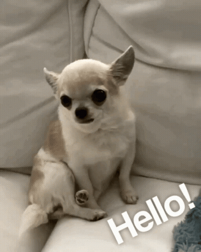 Small Dog Sitting On Couch Next To Hello GIF