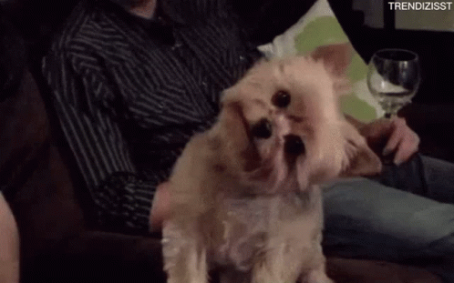 Small Dog Sitting On Man's Lap GIF
