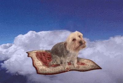 Small Dog Sitting On Rug GIF