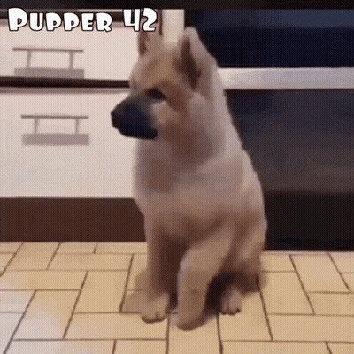 Small Dog Sitting On Tiled Floor With Pupper 42 GIF