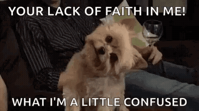 Small Dog Sitting With Wine Glass GIF