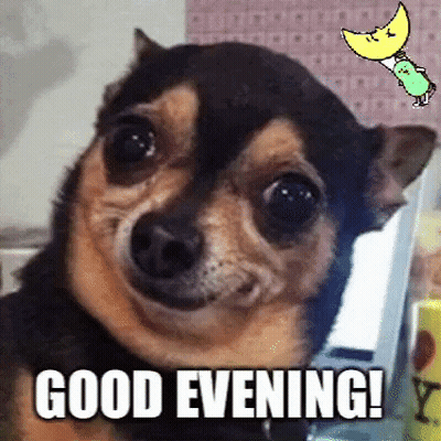 Small Dog Smiling Good Evening GIF