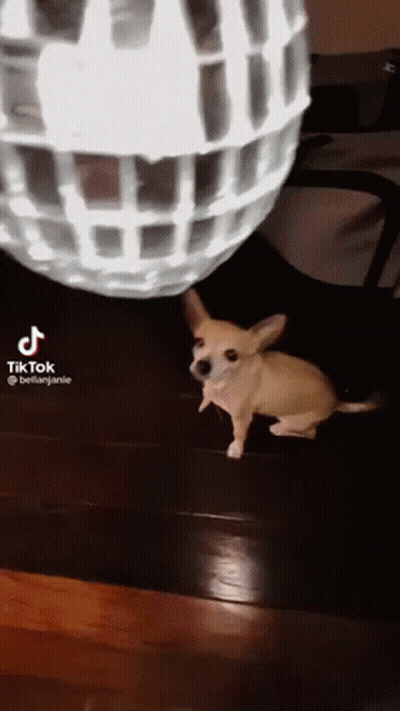 Small Dog Standing In Front Of Disco Ball GIF