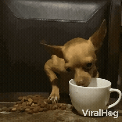 Small Dog Standing Next to Cup of Coffee