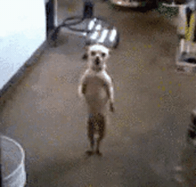 Small Dog Standing On Hind Legs GIF