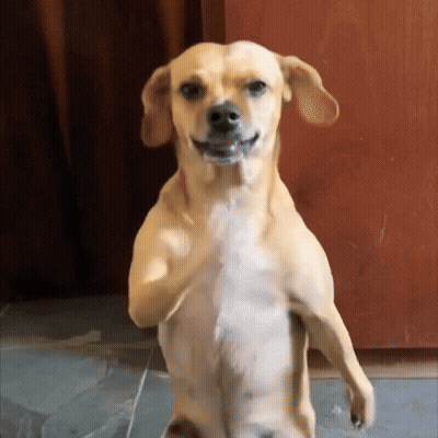 Small Dog Standing On Hind Legs Looking GIF