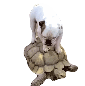 Small Dog Standing On Large Turtle Sticker