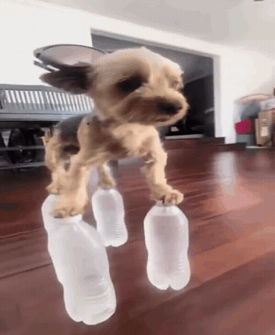 Small Dog Standing On Two Plastic Bottles GIF