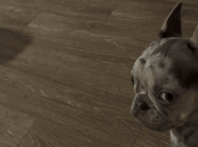 Small Dog Standing On Wooden Floor GIF